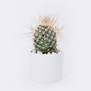 Store Ball Cactus